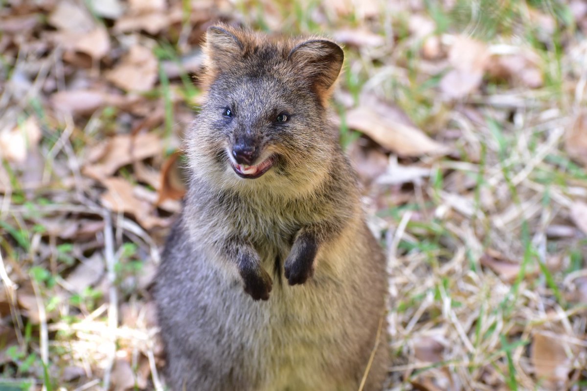 埼玉県こども動物自然公園【公式】🐨 tweet media