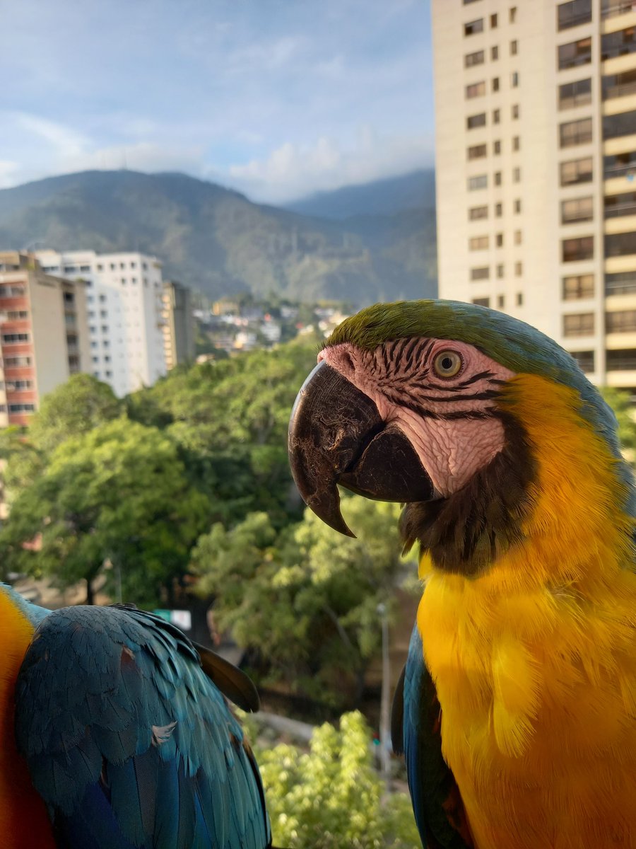 karelisjvc's tweet image. ...sigue el listado...
🦜Las 3 bebés peleonas 😅
🦜Pareja-📸 1 (el guaqui)--📸 2y4 (la guaqui)
🦜Rep: Jackson y Reina
🦜Rep: Luna y Apolo
🦜Bebés trillizas
🦜Panchita-cariñosita

📸 3: parte del grupo 🥰

⤵️ 10/11

#macaw #photo #photographyisart #landscape #fotos #love #style