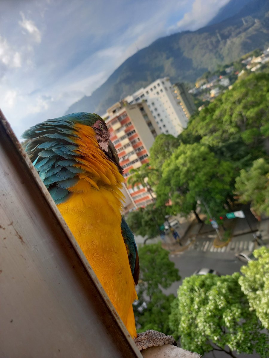 karelisjvc's tweet image. ...sigue el listado...
🦜Las 3 bebés peleonas 😅
🦜Pareja-📸 1 (el guaqui)--📸 2y4 (la guaqui)
🦜Rep: Jackson y Reina
🦜Rep: Luna y Apolo
🦜Bebés trillizas
🦜Panchita-cariñosita

📸 3: parte del grupo 🥰

⤵️ 10/11

#macaw #photo #photographyisart #landscape #fotos #love #style