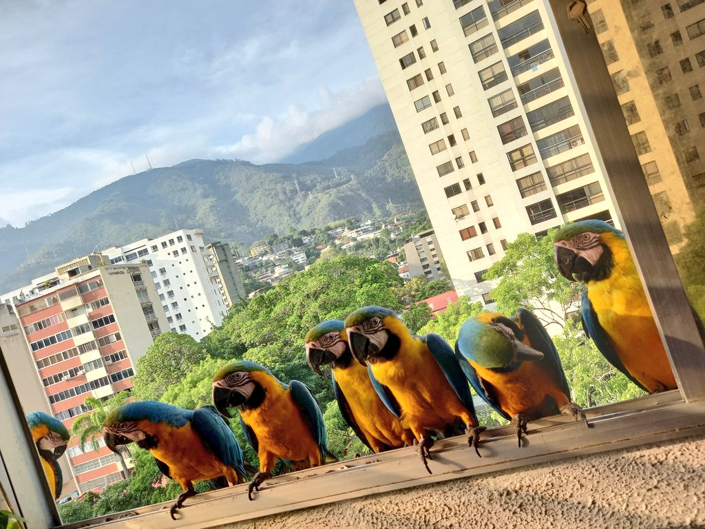 karelisjvc's tweet image. ...sigue el listado...
🦜Las 3 bebés peleonas 😅
🦜Pareja-📸 1 (el guaqui)--📸 2y4 (la guaqui)
🦜Rep: Jackson y Reina
🦜Rep: Luna y Apolo
🦜Bebés trillizas
🦜Panchita-cariñosita

📸 3: parte del grupo 🥰

⤵️ 10/11

#macaw #photo #photographyisart #landscape #fotos #love #style