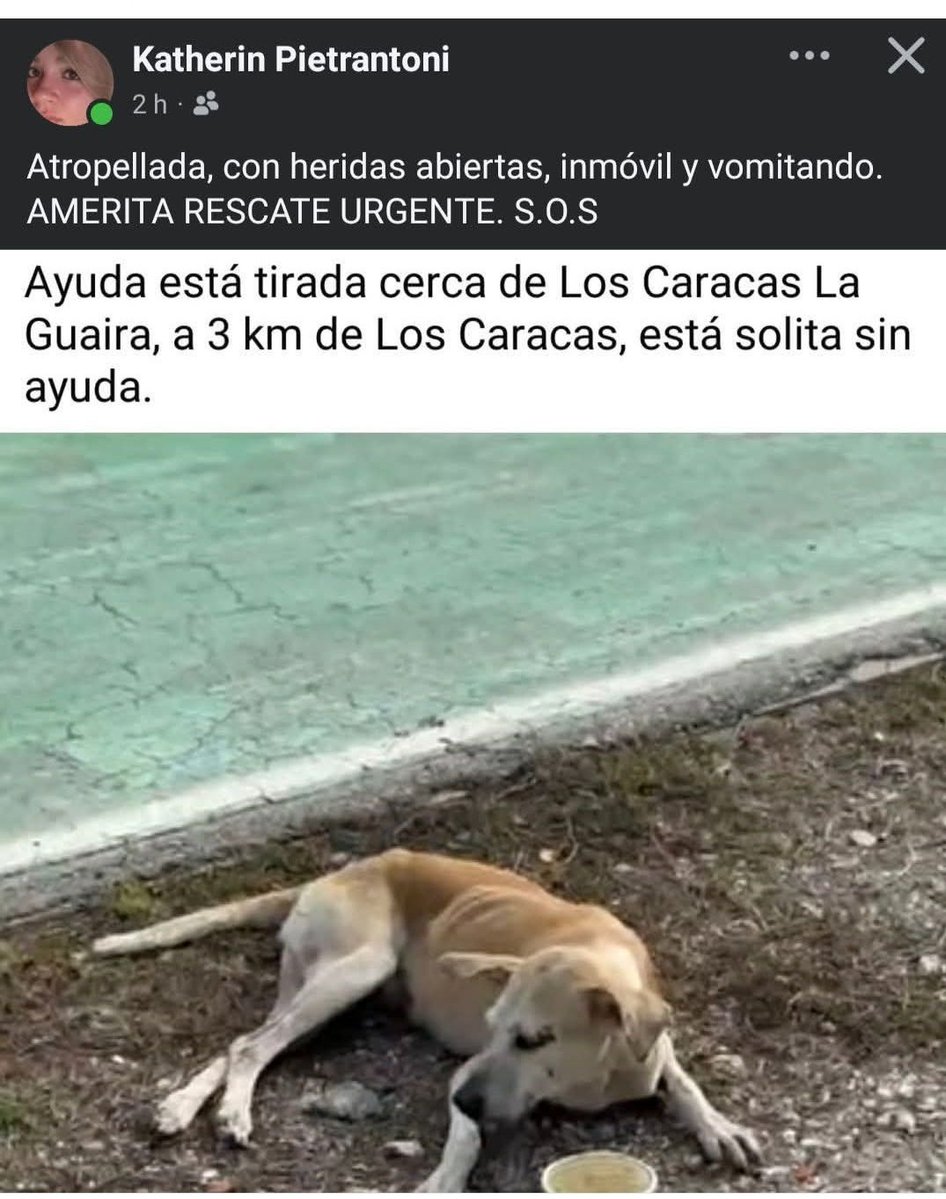 PerroUsuario Wof '•' tweet media
