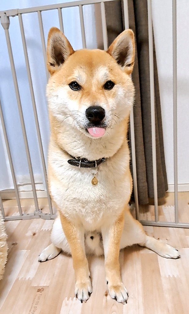 ノリきなコペン tweet media