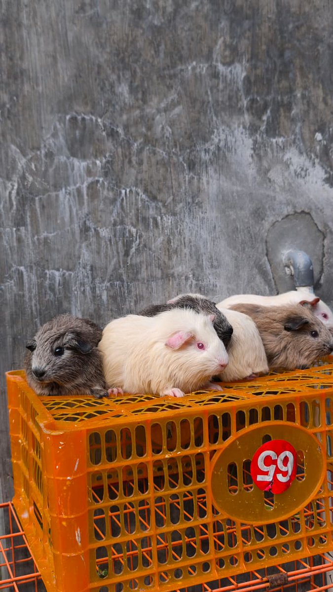 yoourhead's tweet photo. WTS
bantu like + rt ya teman teman^

Ready 2 pasang marmut + 2 jantan ekstra! 
Anak hasil indukan Koala x Koala. Ada yang warna Koala cantik dan ada yang Albino.
Kualitas indukan jumbo, sehat, aktif, dan umur siap pisah. Cocok buat pet kesayangan. Harga ramah kantong, untuk -c https://t.co/PUePtC0dUc