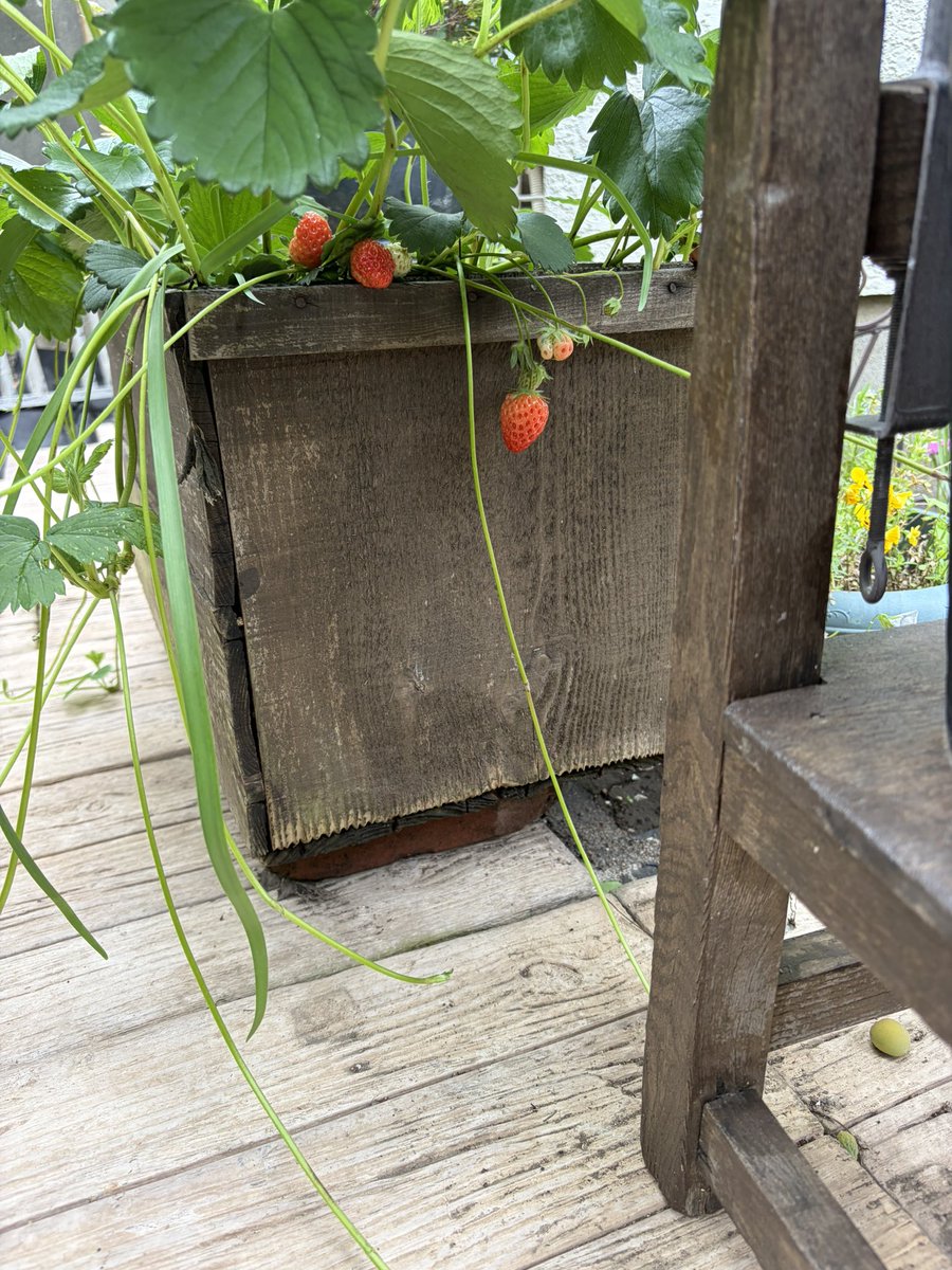 庭で プチいちご狩り♡

最高👍