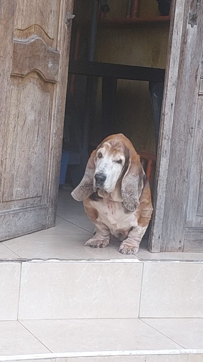 Gente linda de Guayaquil, por favor su ayuda. La familia de este peludito no tiene para costear los gastos médicos. Necesita ayuda urgente. Les dejo la cta para donaciones. Coop. JEP
CTA. AHORROS # 406171642000
DARA ELOISA ZUÑIGA ALAVA
C.I. 0931696561
Su ayuda <a href="/biancasalame/">Bianca Salame (Imb ISAP)</a>