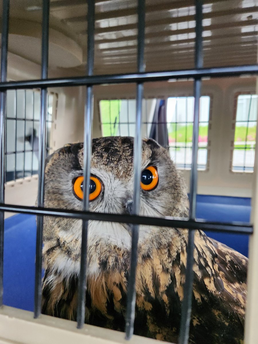 ミミズクページ ミミズク