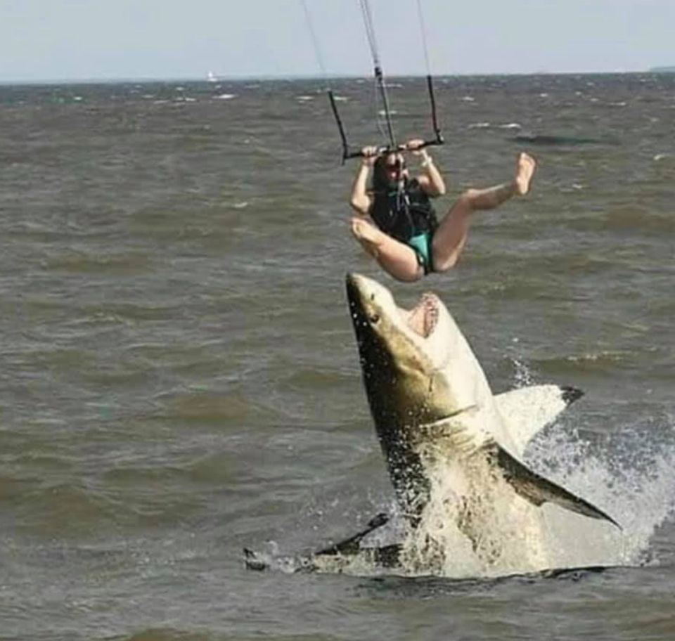 Shark tweet media