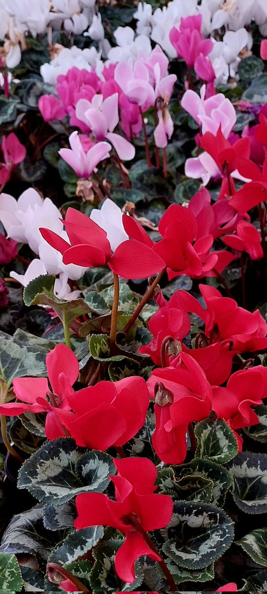 nilaakaalam's tweet image. Got some colors to share?

Mine.. 👇🏼

#NilaPix #Cyclamen #Red #Pink #White #Annuals #Flowers #Spring #Shopping #Photography #MobilePhotography #FlowerPhotography #FlowersofTwitter #FlowersofX #FlowersOnTwitter #FlowersOnX