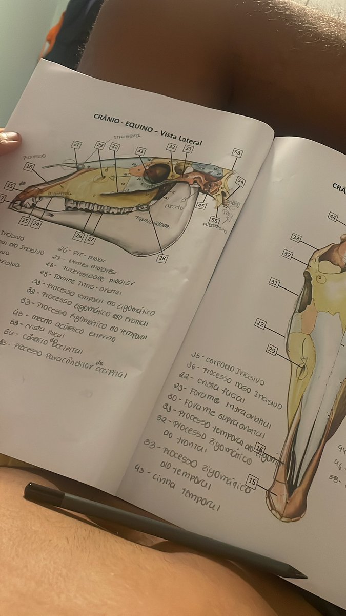 euryanfrutuoso's tweet image. Anatomia 
#vet #medvet #veterinaria