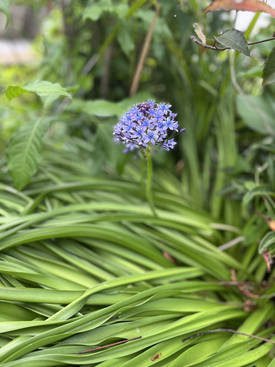 oide_info's tweet photo. 青紫色が

一本。

🌱

ひっそり。

#ワイルドヒアシンス https://t.co/NL32NeZilA