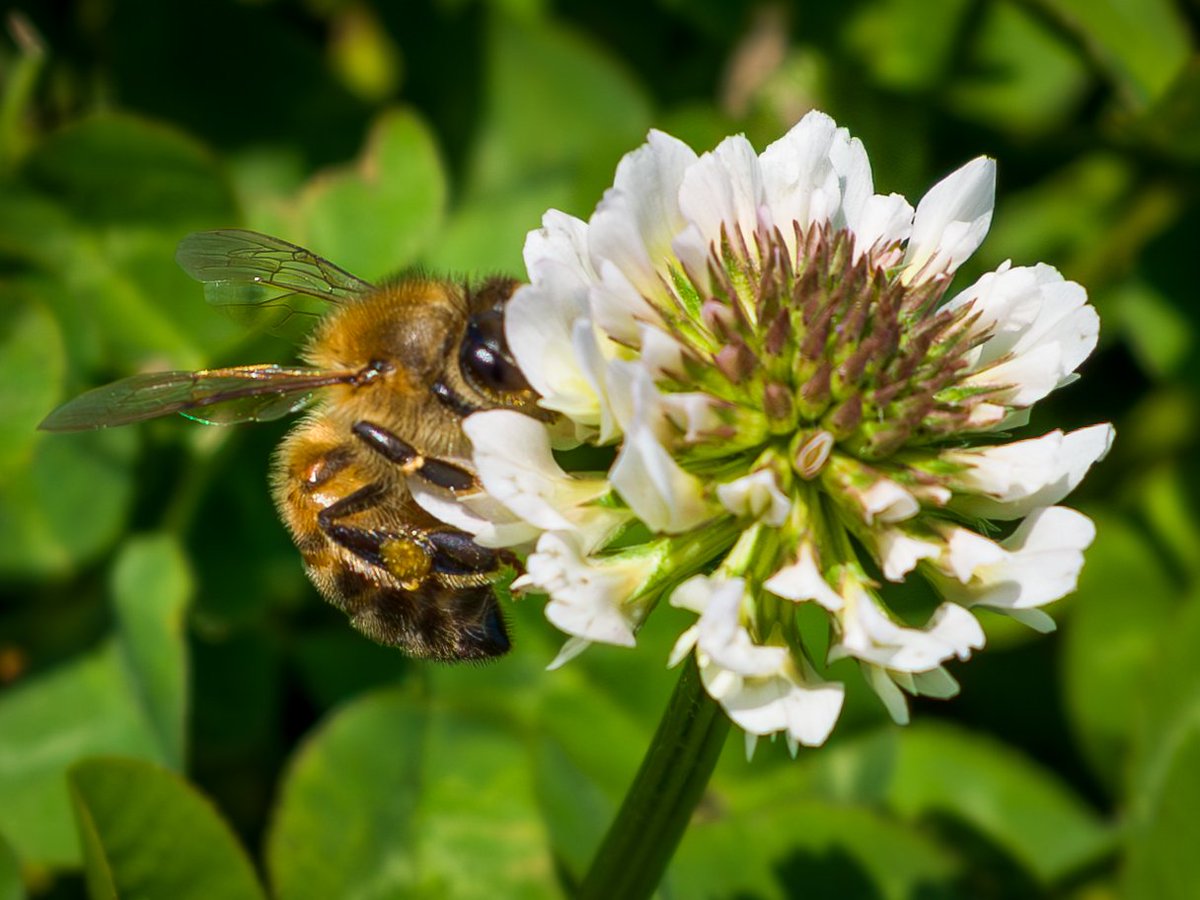 Kirino_Kiki's tweet photo. 植物園行くって行ってるのに22mmしか持って行かなかった人の末路w
#Hasselblad #XCD28P https://t.co/PHBWhru45l