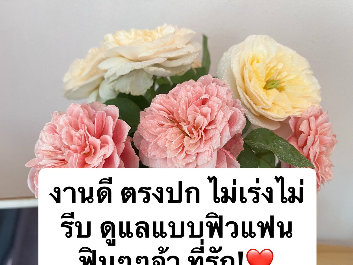 ยโสธรในเมือง 🆔tj3643 tweet media