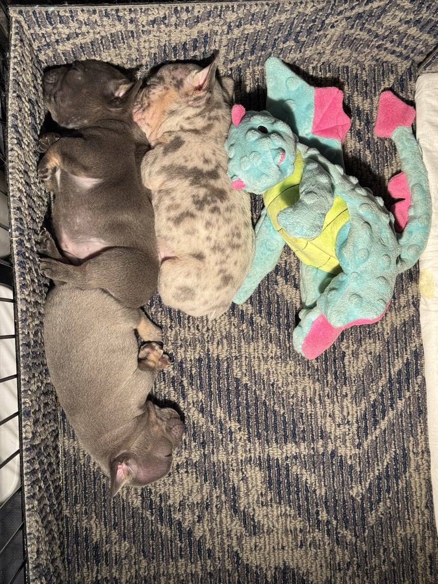 EorrieVT's tweet photo. Been so busy taking care of these babies💜 https://t.co/q8YvKIXvp5