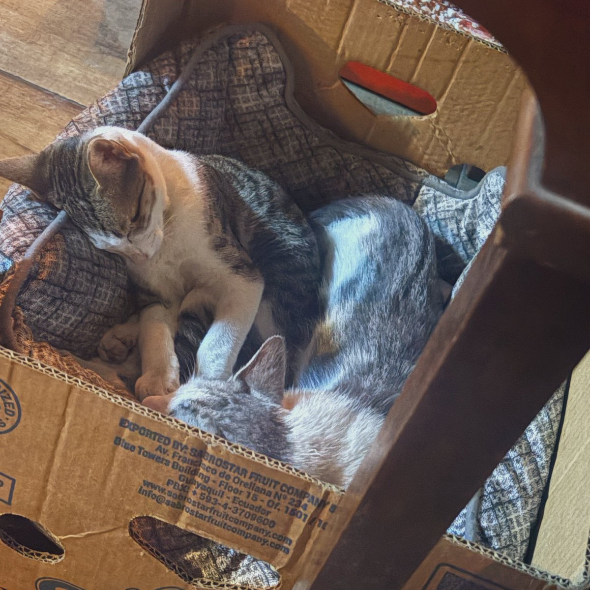 vik770's tweet photo. Fui a un bar y había gatos bebés y uno se me sentó encima. No inventen nuevos tragos o platos, solo hacen falta gatos. https://t.co/tFRMHSAzDF