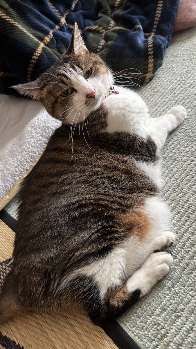 たけし先生(シニア猫チビチビの飼い主) tweet media
