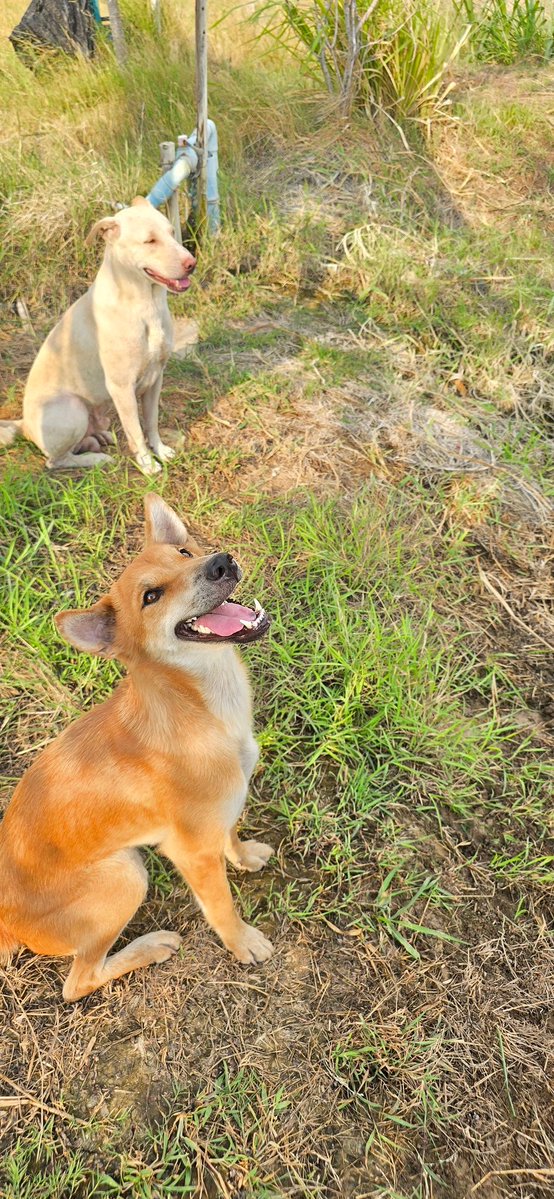 🐻🌻⭐@ศรรามน้ำเล็ดขวัญใจแม่ยก🐏🐑🐶🐕🦮🐕🦺𖧧 ₊ tweet media