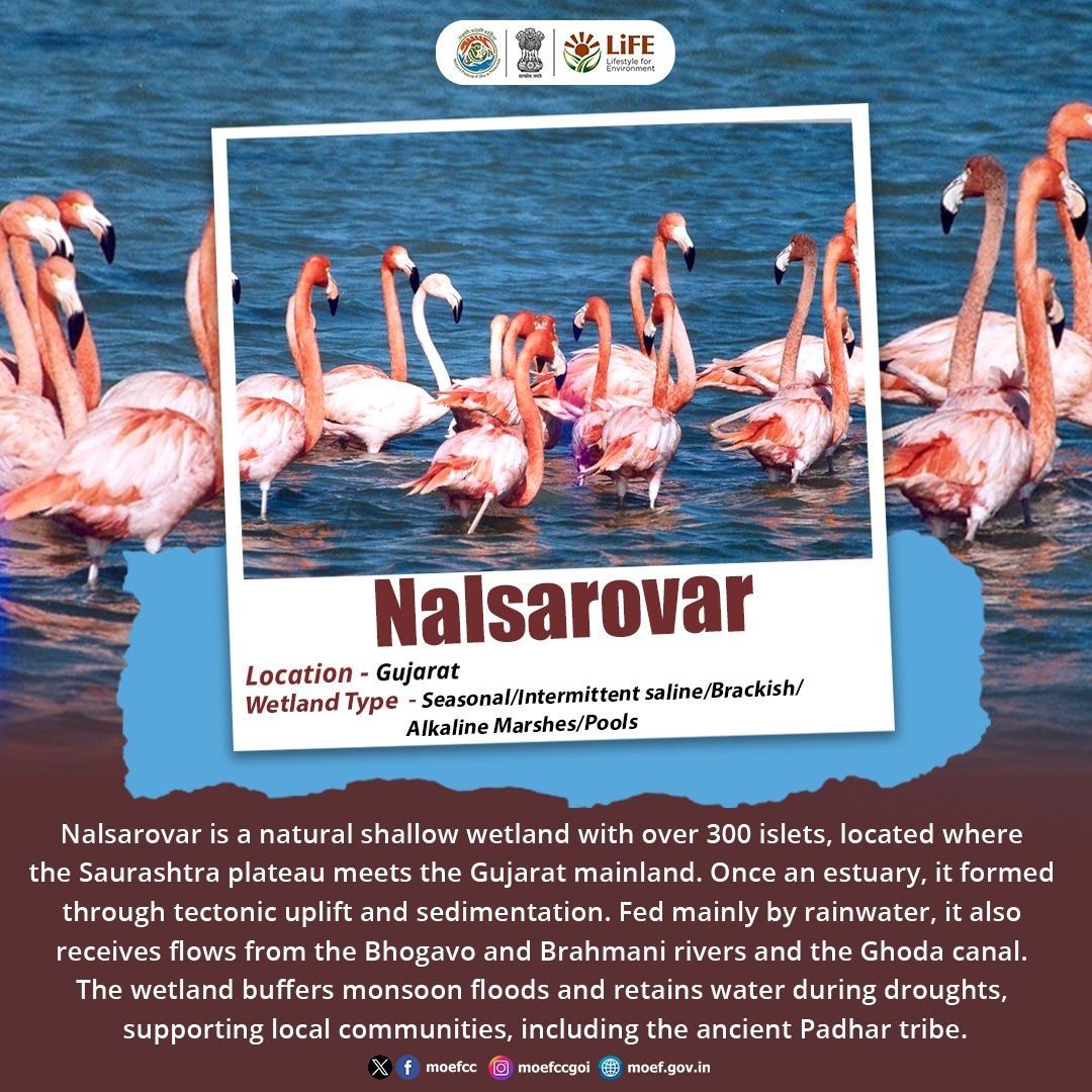 HeerDesai20's tweet image. Nalsarovar in Gujarat, a shallow wetland with 300+ islets, is a vital habitat for migratory birds and a natural buffer against floods and droughts. It also supports local communities, including the Padhar tribe.
#Wetlands
#MissionLiFE
#ProPlanetPeople