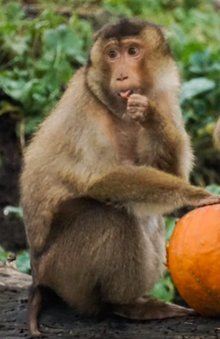 Monkey Haven🐵 tweet media