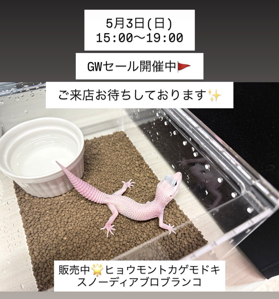 #鳥取県米子市 #山陰 #爬虫類 #ナナレプ