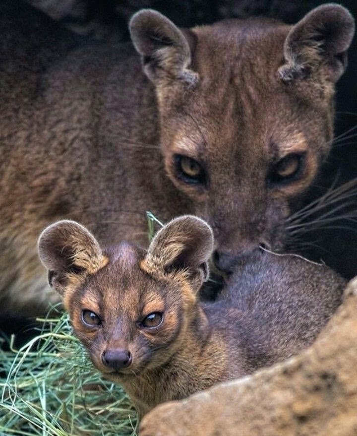 This is a fossa, a carnivorous mammal that looks like a cat but is ...