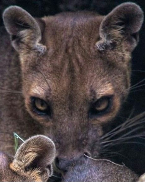This is a fossa, a carnivorous mammal that looks like a cat but is actually more closely related to mongooses.

The fossa is Madagascar’s top predator. It is the only animal that hunts the island’s lemurs, able to move swiftly through the trees. Unlike most animals, it isn’t