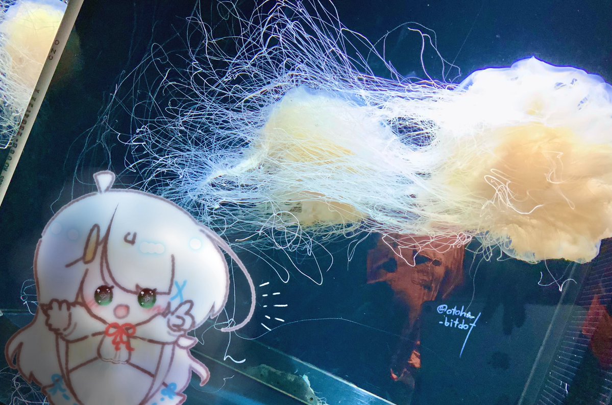 音羽 tweet media