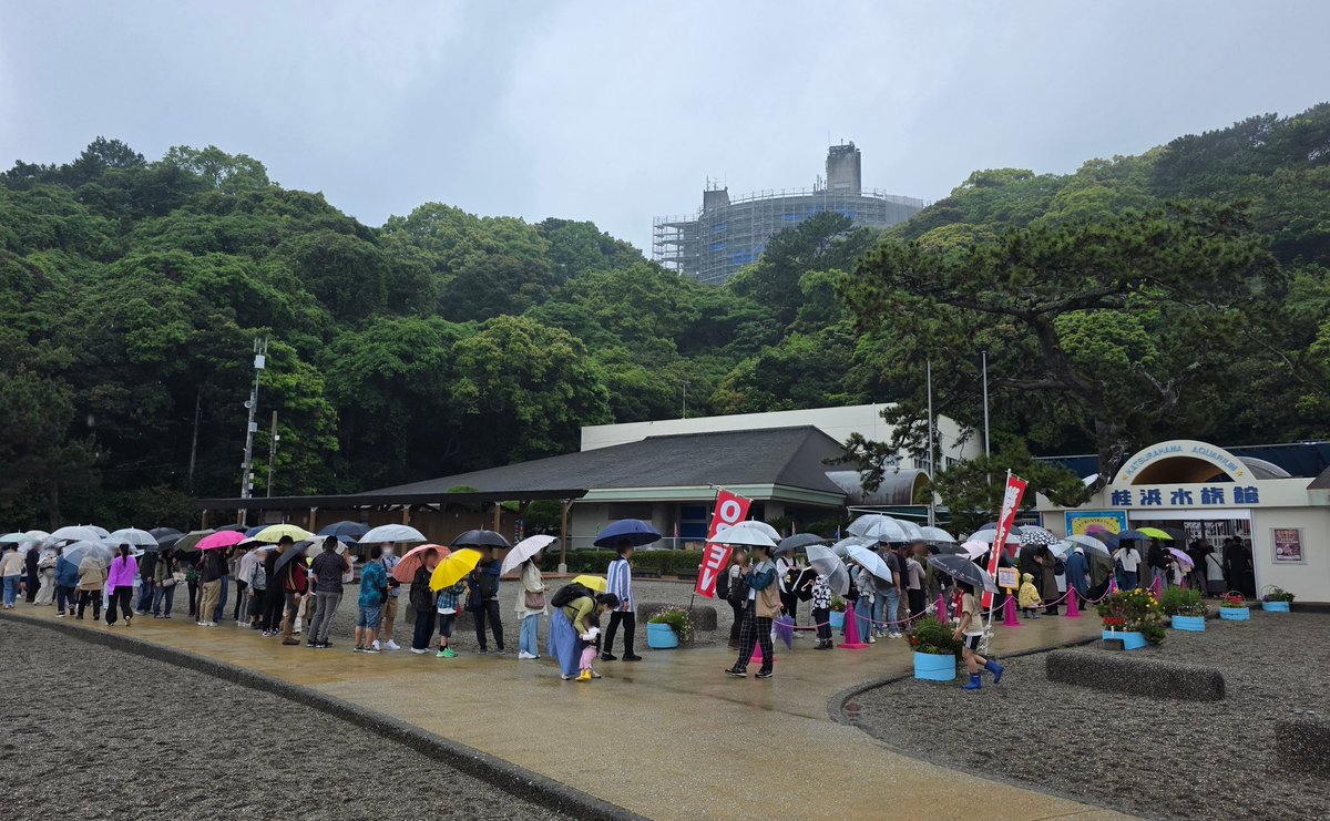 桂浜水族館 公式 tweet media