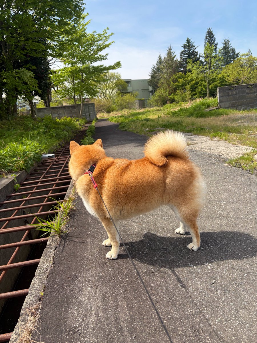 ぼーん®︎ tweet media