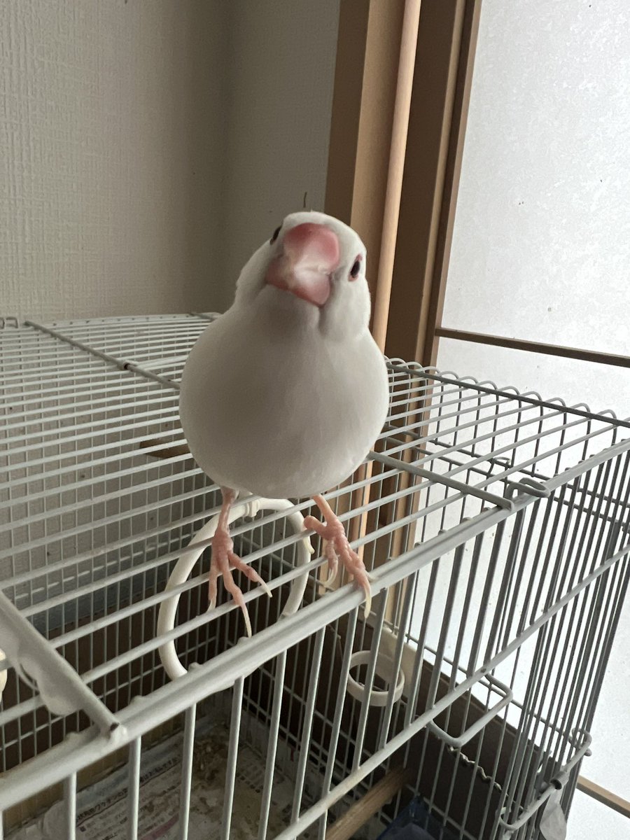 ピーちゃんとプリム tweet media