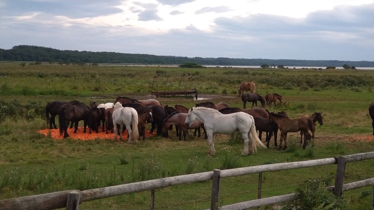 yukimohumohumo1's tweet image. #horselove #horse #horses

I have no idea what they're celebrating... but clearly the horses decided it was party time 
Carrot feast in full swing

よくわからないけど、何かパーティをしなきゃいけないおめでたいことがあったんだと思う