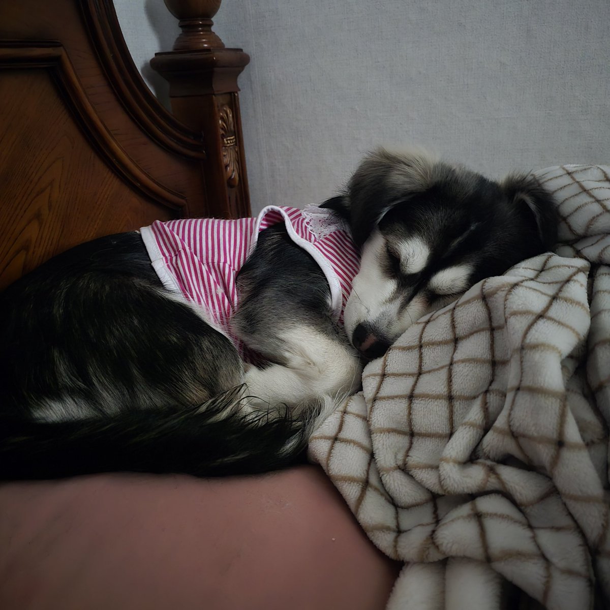간헐적 짭스키 🐶르웬 🍼 tweet media