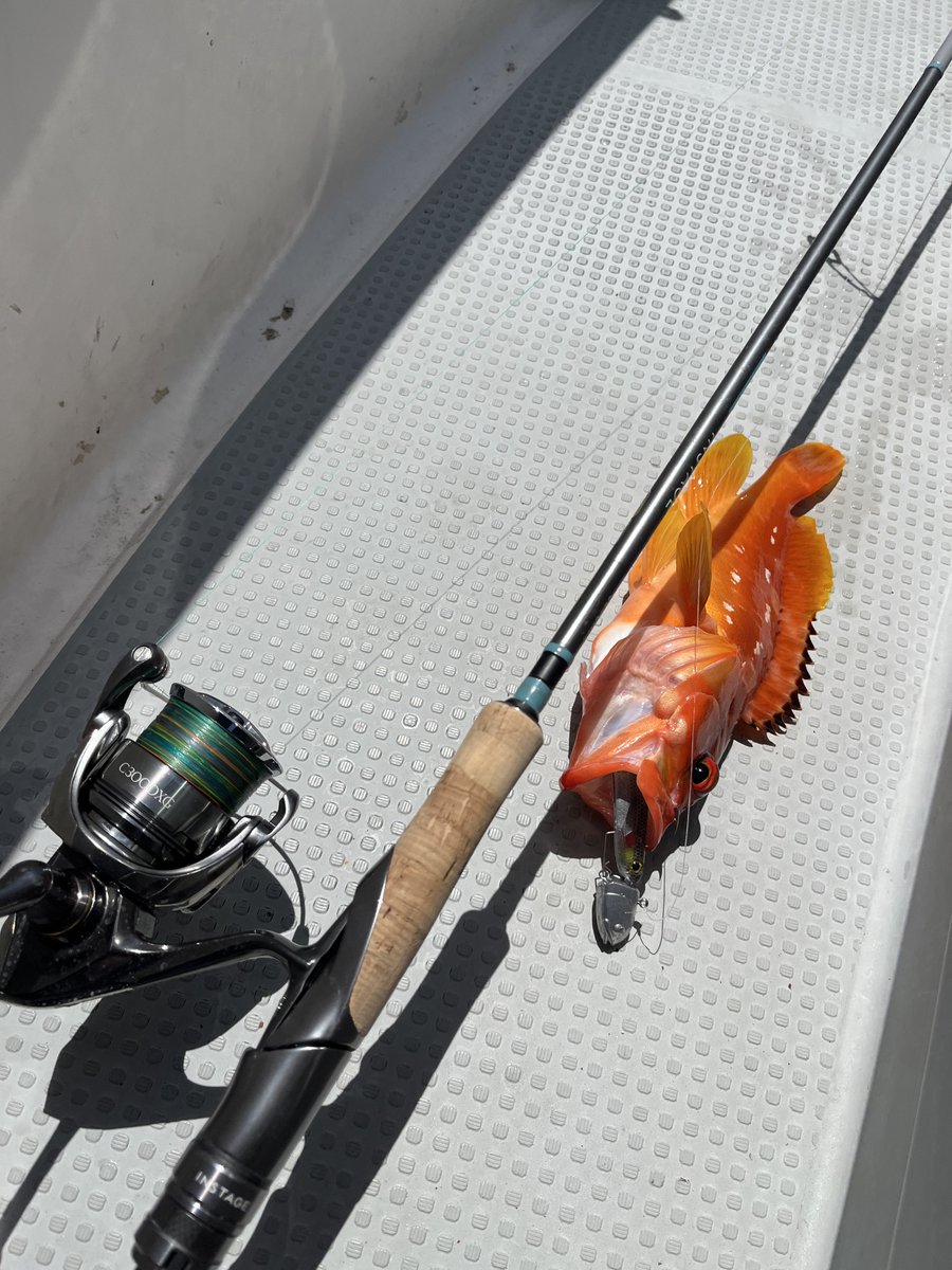 Esorafishing's tweet image. 愛南の海にはデカマダイもいる！！！
もちろんアカハタも👌🏻

#ミリオンアジング
#SHIMANO