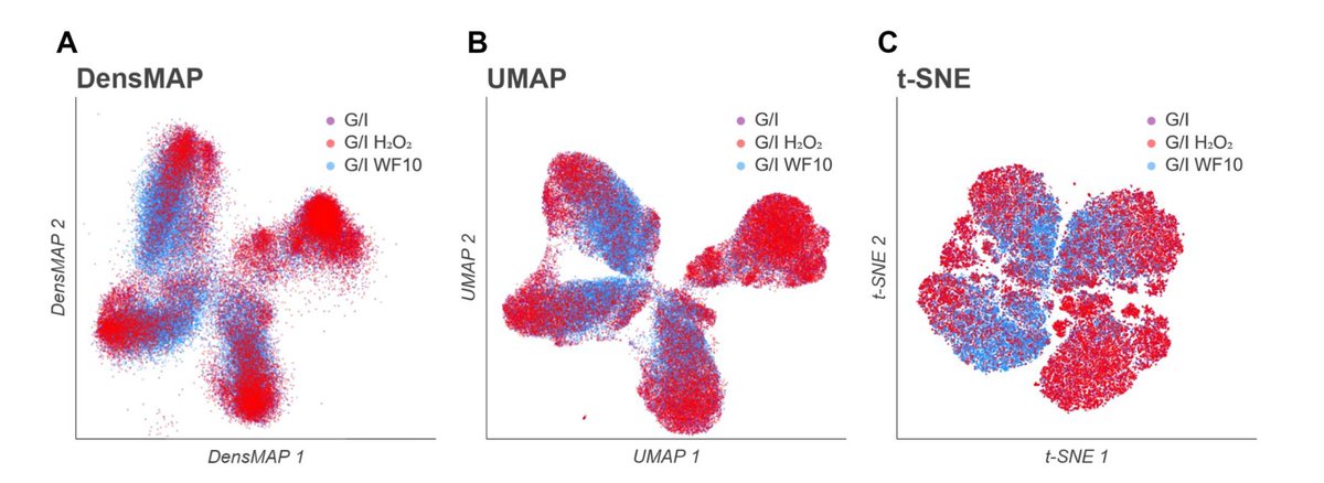 GWabnitz's tweet photo. Redox context—not ROS load—controls neutrophil fate.

https://t.co/5uBHS9BGEm

Using MorphoMapping, we reveal how single-cell morphology provides a new lens on inflammation.  

#Neutrophils #NETosis #Immunology #Redox https://t.co/YfSPK0tH3I