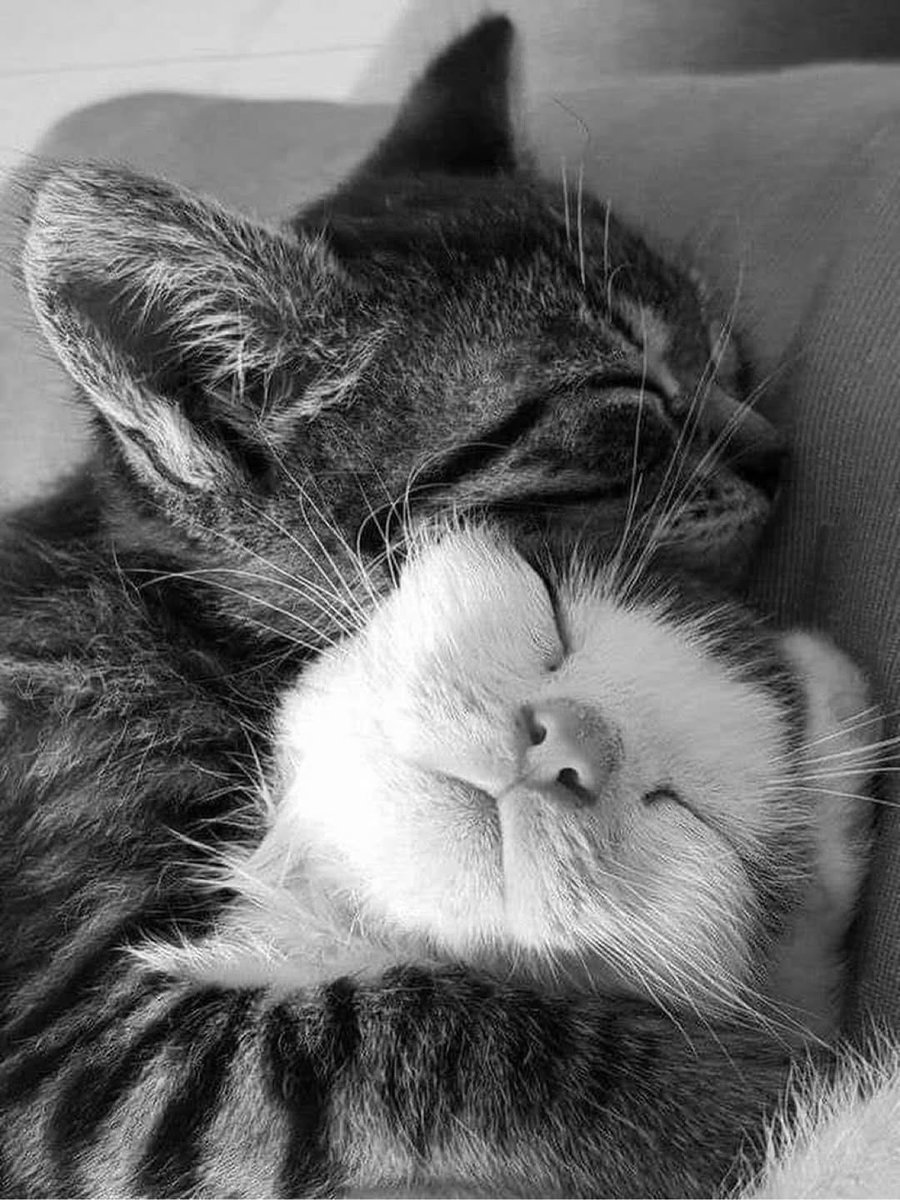 meow tweet media