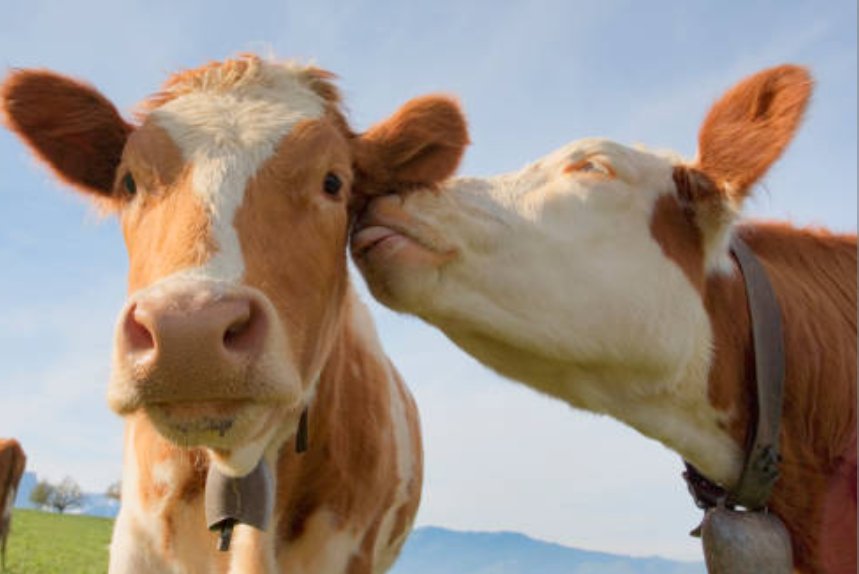 COW tweet media