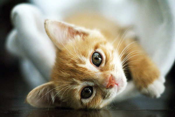 Ruled By Cats tweet media