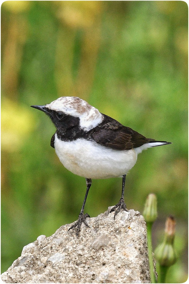 wiseguy72's tweet image. Riva ölmemiş henüz, hala gelen nadirat var. Alaca kuyrukkakan ile haftasonumuz güzelleşti.

#Hangitür #birdwatching #wildlifephotography #piedwheatear