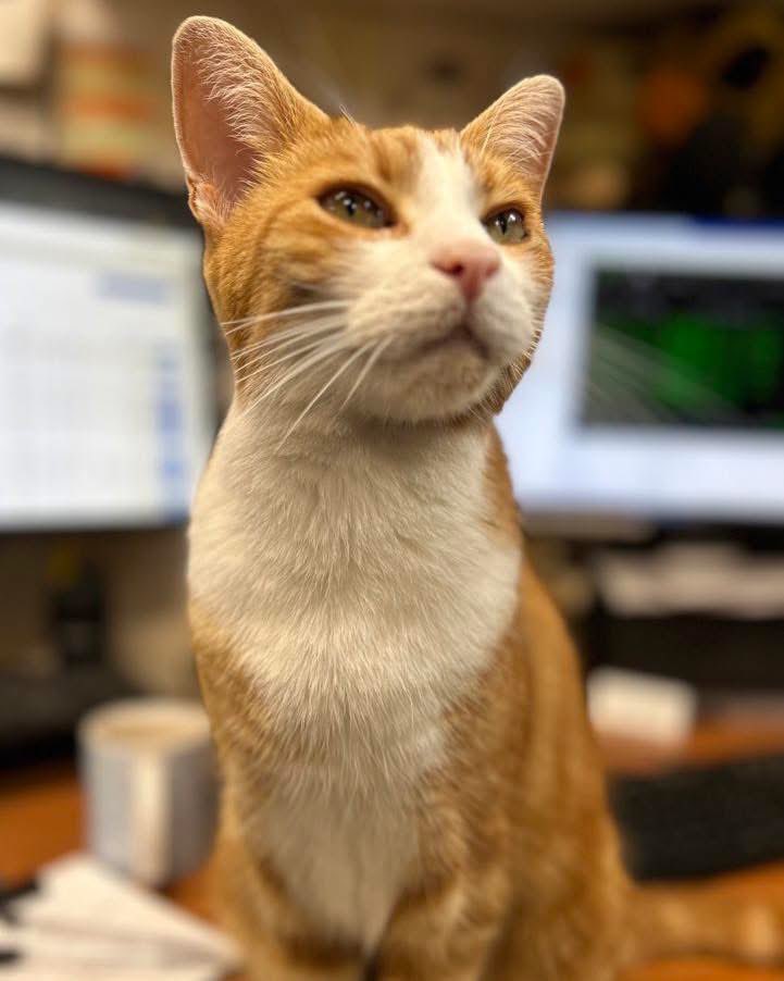 George The Stourbridge Junction Station Cat tweet media