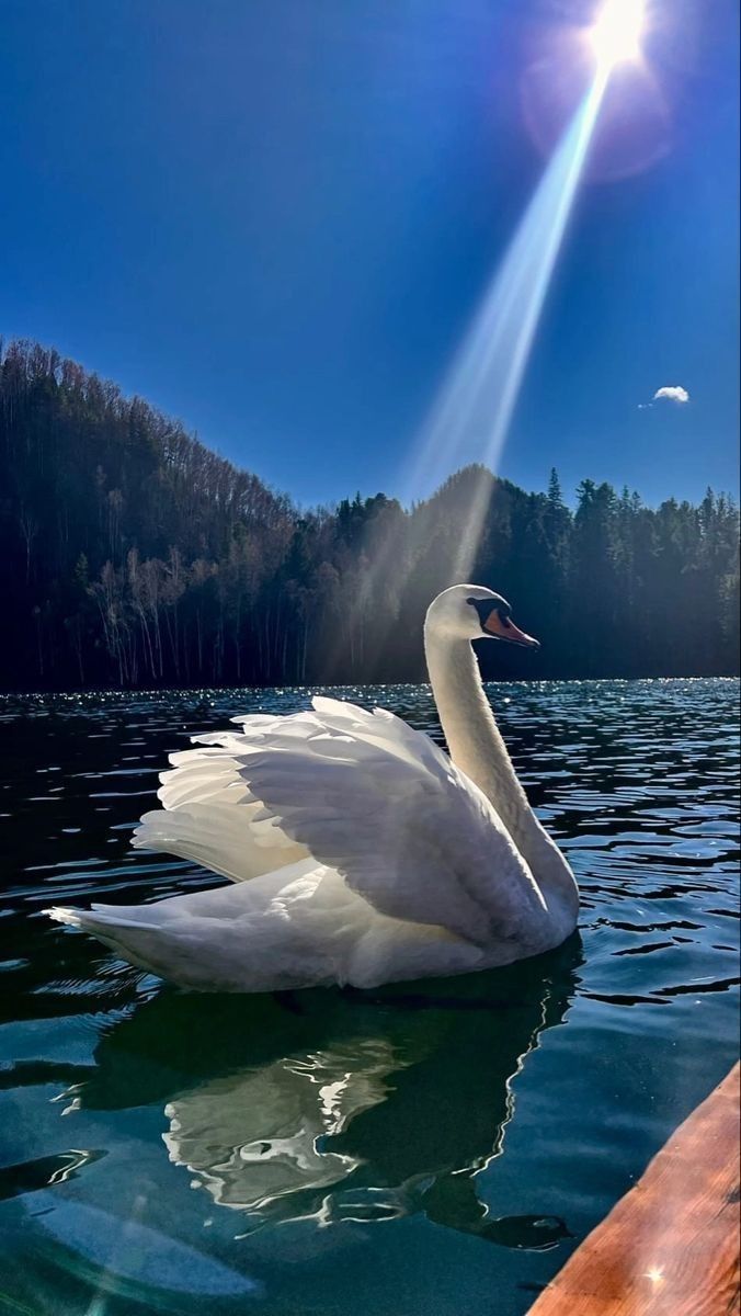 SWAN🦢 tweet media