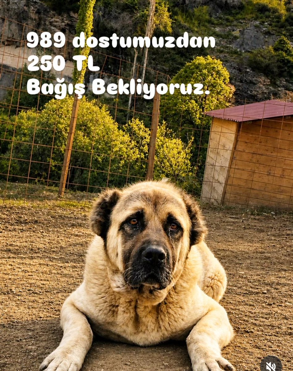 Haydiko tweet media