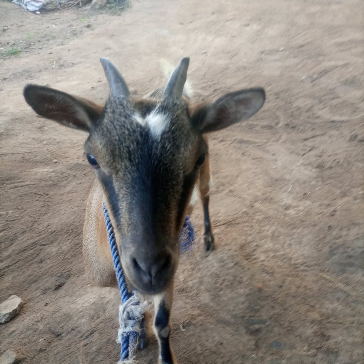 Kingsley Egbonyi 🐐 tweet media