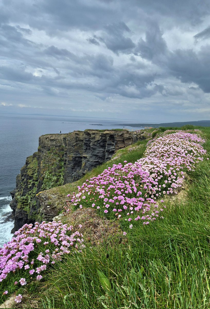 Cormac's Coast tweet media