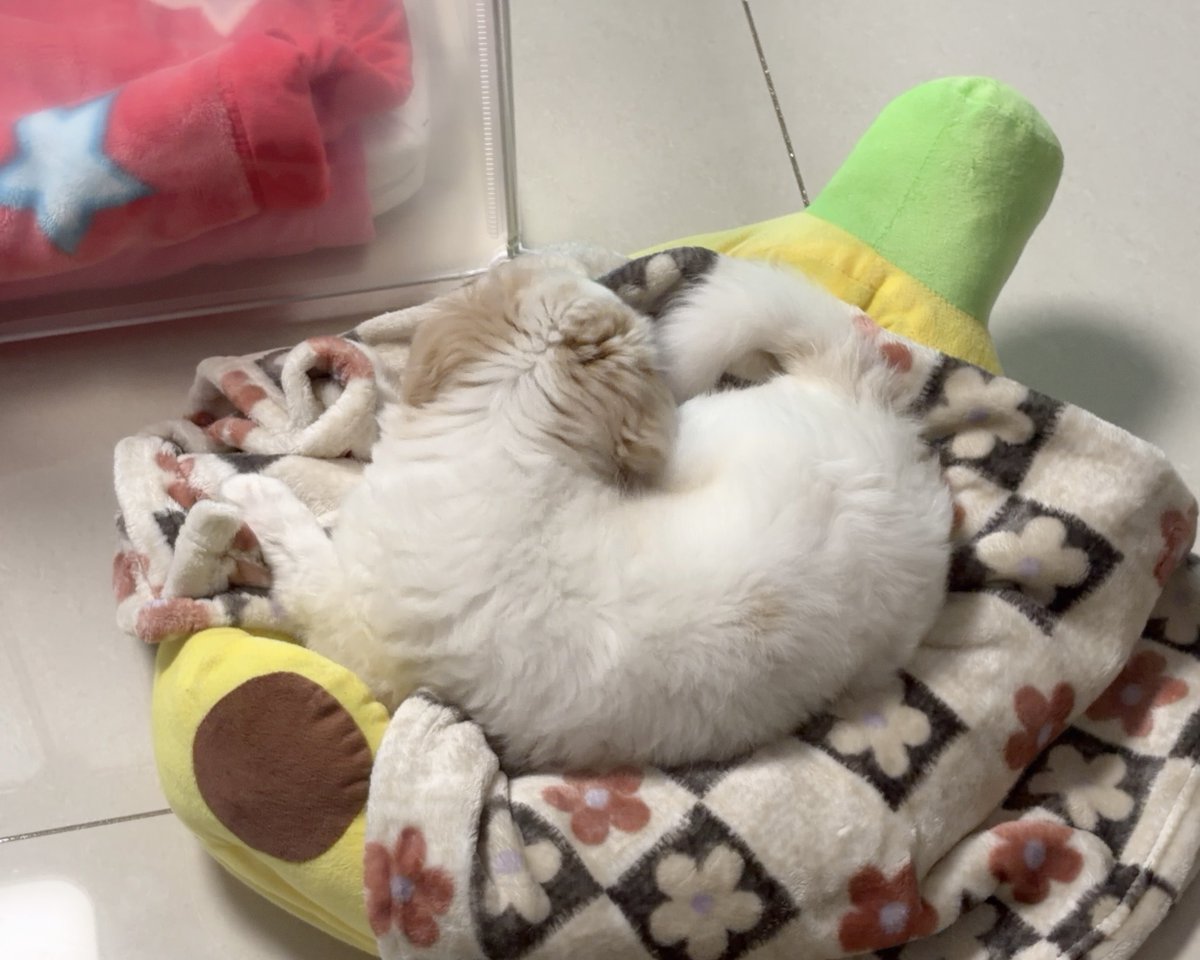 휘핑이 tweet media