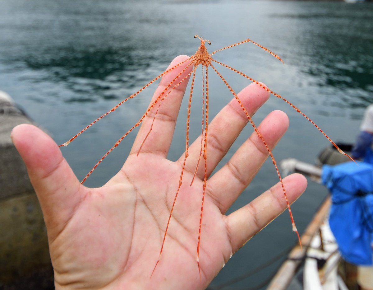 lisopod tweet media