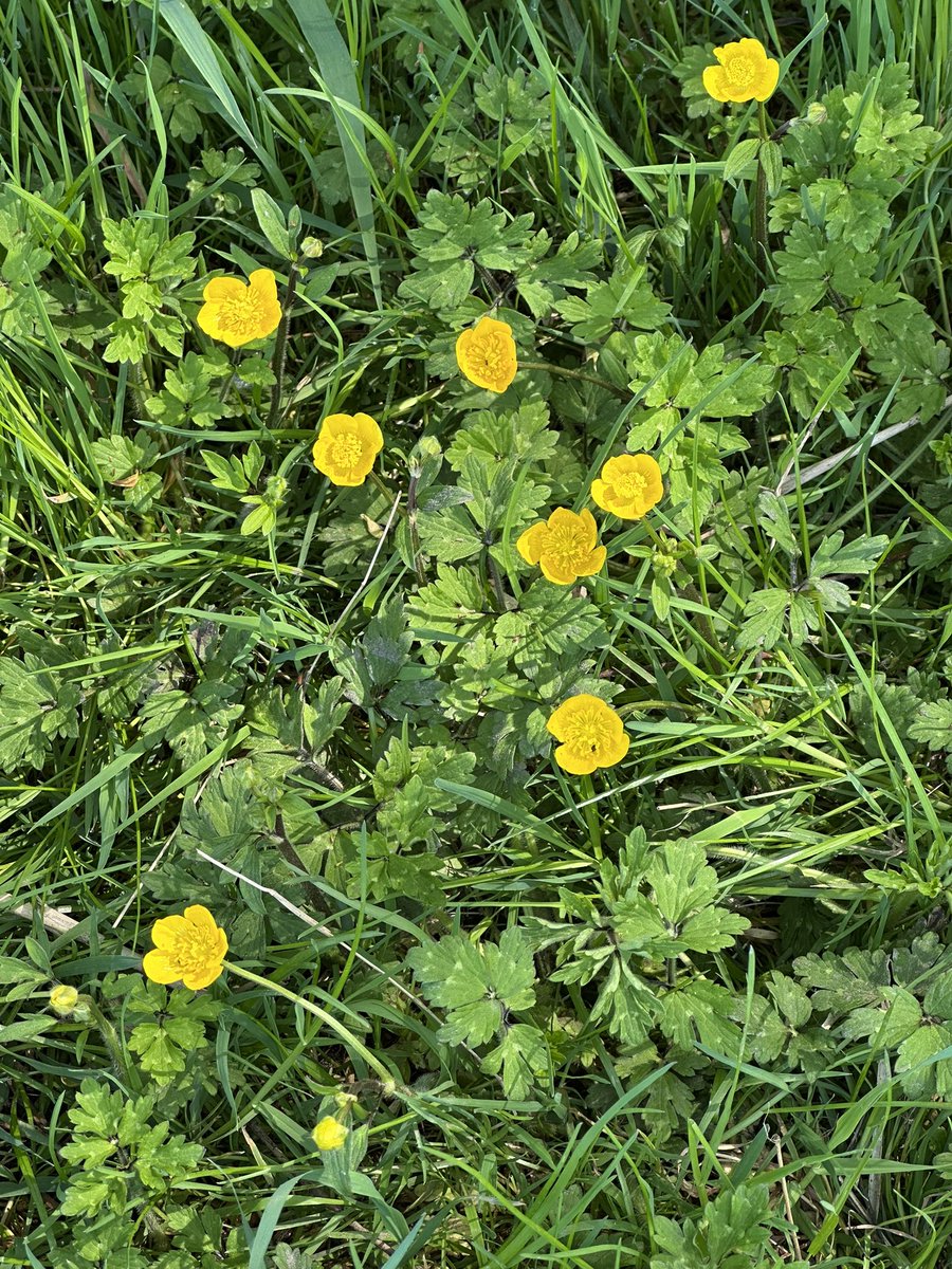 HelenIbbott's tweet image. ..
📱🎞️🥾
A breeze across Abra Barrow, blossom, buttercups and dandelions.

🫶🏼 #VillageLife 
💚 #Spring2026