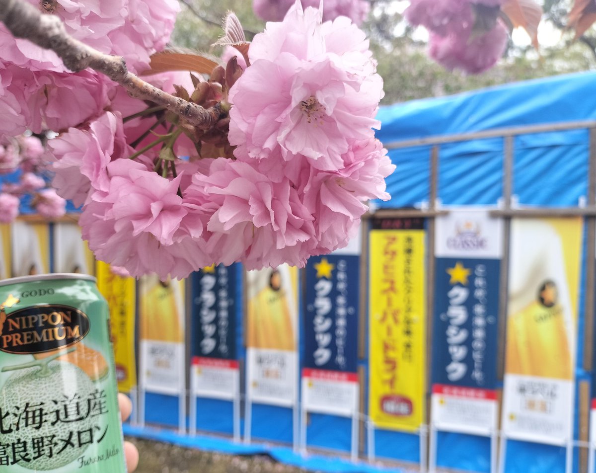 松前城
ほぼ咲き終わってたがよき場所でした🌸