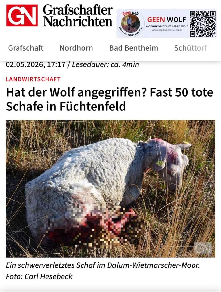 harry59degroot's tweet image. 50!!!  Dode schapen na aanval #wolf in Duitsland