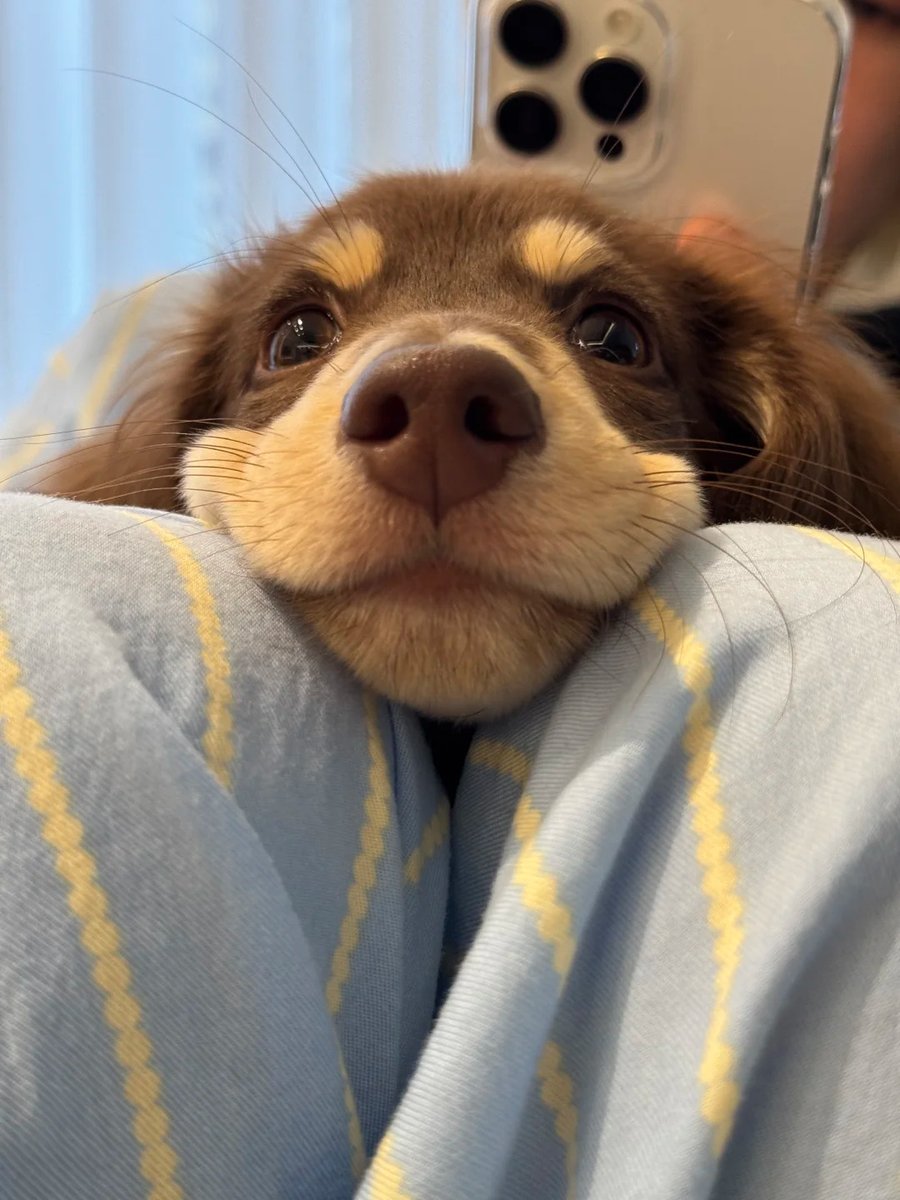 dogssaveworld's tweet photo. Brown puppy blanket stare 🐾😍 https://t.co/cISNWRE9bC