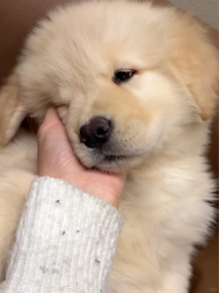 dogs so cute that could save the world tweet media