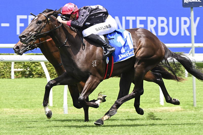 Magic Millions tweet media